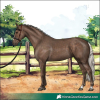 Horse Color:Silver Black 