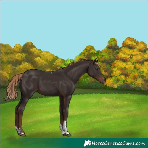 Horse Color:Liver Chestnut Tobiano 