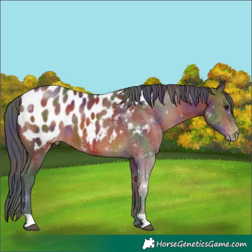 Horse Color:Nacre Brown Appaloosa 
