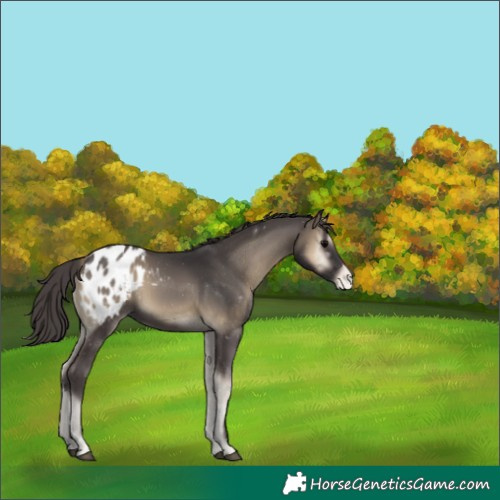 Horse Color:Smoky Blue Onyx Appaloosa