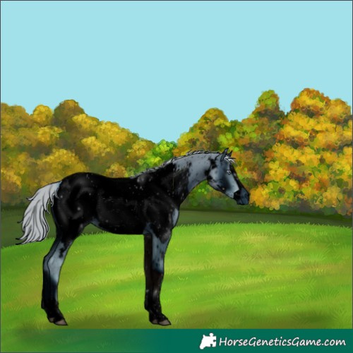 Horse Color:ERROR: UNKNOWN ANOMALY