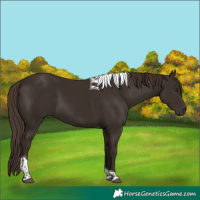 Horse Color:Liver Chestnut Tobiano 