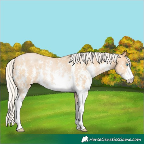 Horse Color:Silver Buckskin Pearl Sabino Rabicano 
