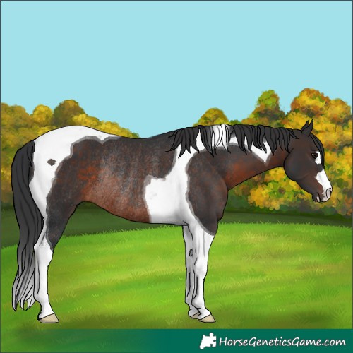 Horse Color:Brown Tobiano Rabicano 
