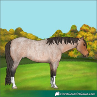 Horse Color:Bay Roan Rabicano 