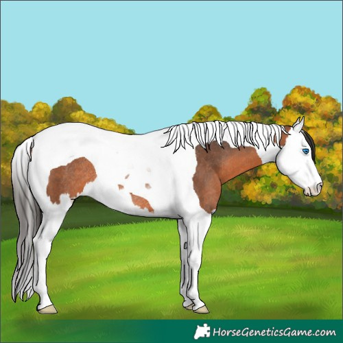 Horse Color:Bay Splash Tobiano Rabicano 