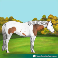 Horse Color:Bay Splash Tobiano Rabicano 