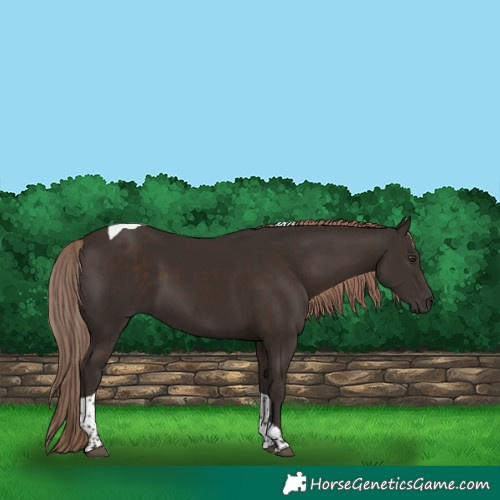 Horse Color:Liver Chestnut Tobiano