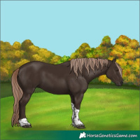 Horse Color:Liver Chestnut Tobiano 