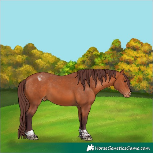 Horse Color:Chocolate Bay Tobiano Varnish Rabicano 
