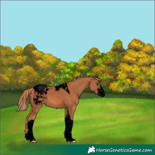 Horse Color:Void Chestnut Sabino Tobiano Blanket 