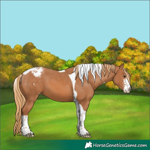 Horse Color:Chestnut Sabino Tobiano Blanket 