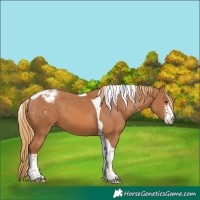 Horse Color:Chestnut Sabino Tobiano Blanket 