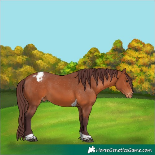 Horse Color:Chocolate Bay Tobiano Appaloosa 