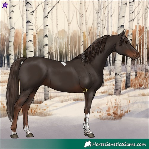 Horse Color:Liver Chestnut Tobiano