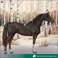Horse Color:Liver Chestnut Tobiano 
