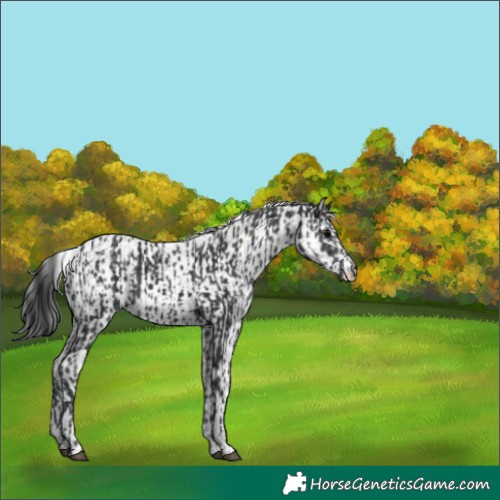 Horse Color:Black and Black Leopard