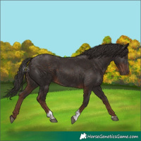 Horse Color:Liver Chestnut Tobiano 