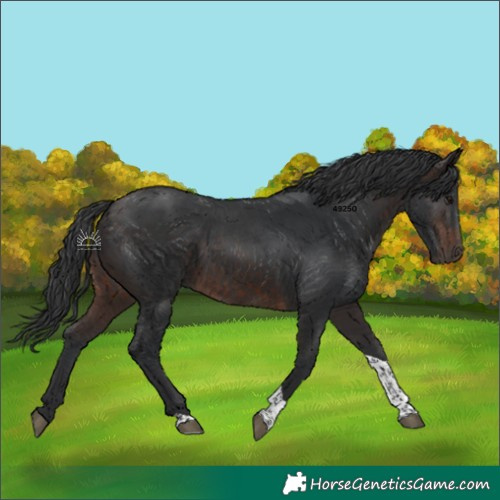 Horse Color:Brown Tobiano 