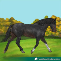 Horse Color:Brown Tobiano