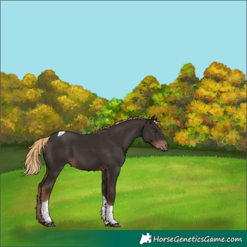 Horse Color:Liver Chestnut Tobiano