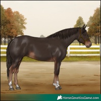 Horse Color:Liver Chestnut Tobiano 