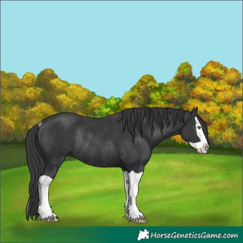 Horse Color:Black Splash Rabicano