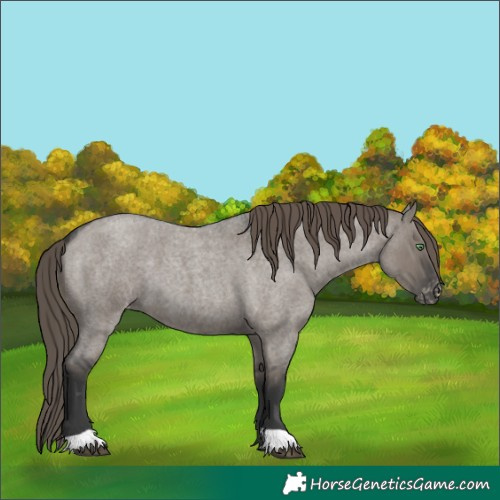 Horse Color:Grullo Roan Varnish