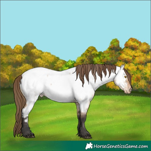 Horse Color:Bay Dun Appaloosa 