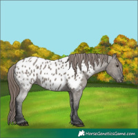 Horse Color:Grullo Near Leopard 