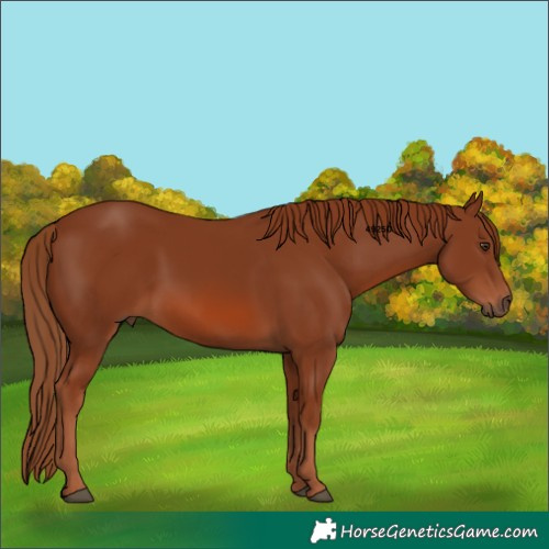 Horse Color:Chestnut 