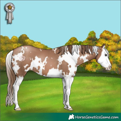 Horse Color:White Spotted Black Pearl Splash 