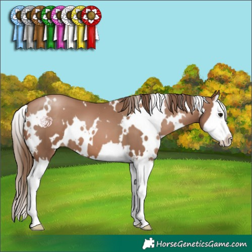 Horse Color:White Spotted Black Pearl Splash 