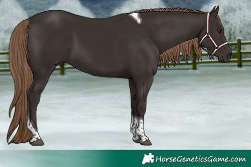 Horse Color:Liver Chestnut Tobiano 
