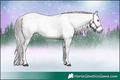 Horse Color:Gray Liver Chestnut Sabino Splash Appaloosa  and Gray Liver Chestnut Sabino Splash Appaloosa 