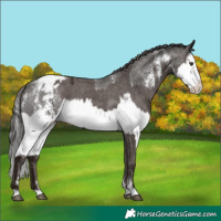Horse Color:Liver Chestnut Sabino Splash Appaloosa  and Liver Chestnut Sabino Splash Appaloosa 