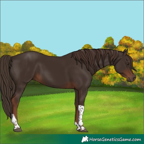 Horse Color:Liver Chestnut Tobiano