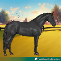 Horse Color:Black Rabicano 