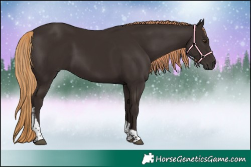 Horse Color:Liver Chestnut Tobiano