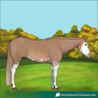 Horse Color:Red Dun Splash and Red Dun Splash