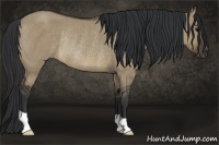 Horse Color:Brown Dun Rabicano 