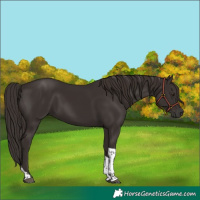 Horse Color:Liver Chestnut Tobiano 