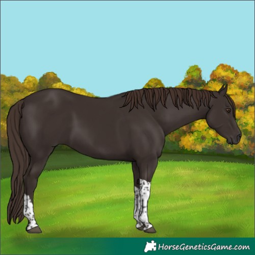 Horse Color:Liver Chestnut Tobiano 
