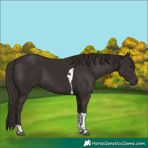 Horse Color:Liver Chestnut Tobiano