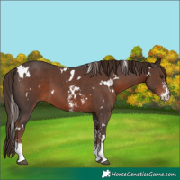 Horse Color:White Spotted Liver Chestnut Sabino 