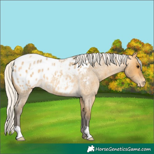 Horse Color:Silver Buckskin Roan Blanket 