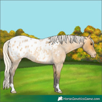 Horse Color:Silver Buckskin Roan Blanket 