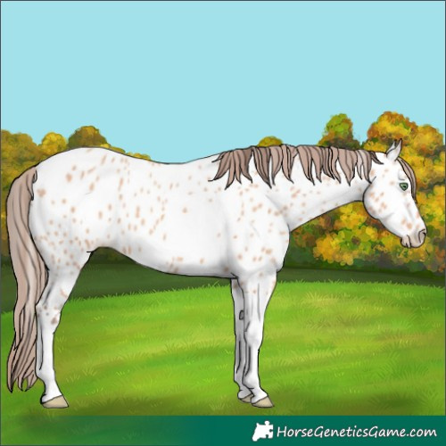 Horse Color:Amber Champagne Tobiano Near Leopard