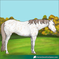 Horse Color:Amber Champagne Tobiano Near Leopard 