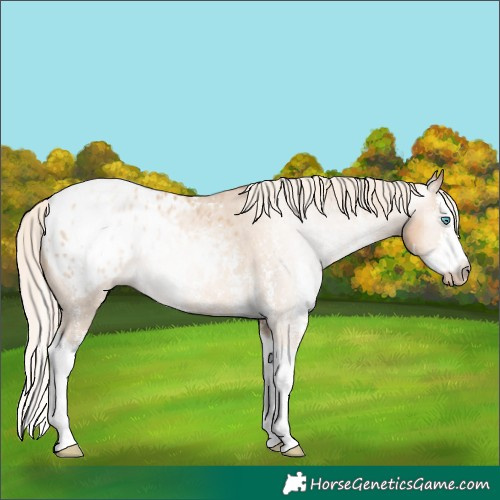 Horse Color:Gray Gold Cream Champagne Pearl Sabino Splash Appaloosa 